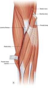 median nerve