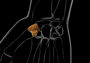 most common carpal bone fracture