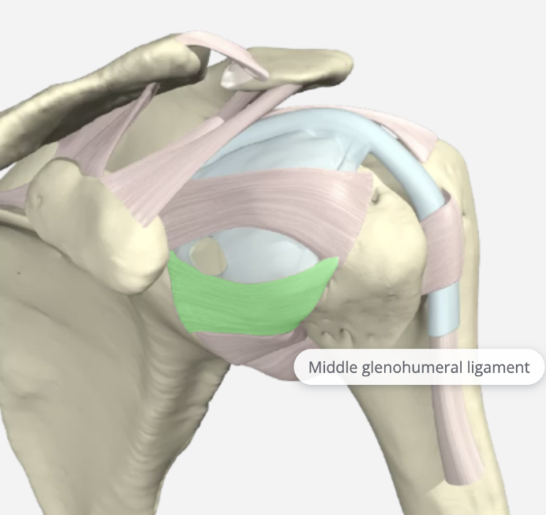 The function of the Glenohumeral Joint Ligaments Hand Therapy Academy