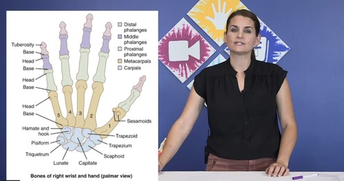 Anatomy and Kinesiology