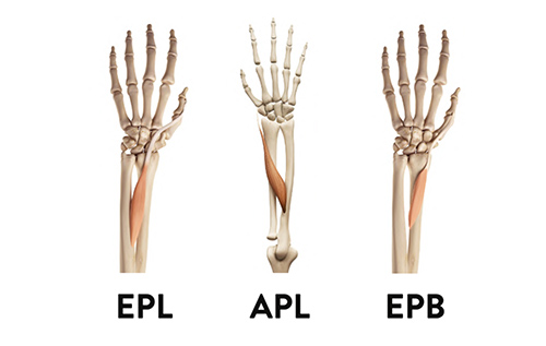 Zones des tendons extenseurs