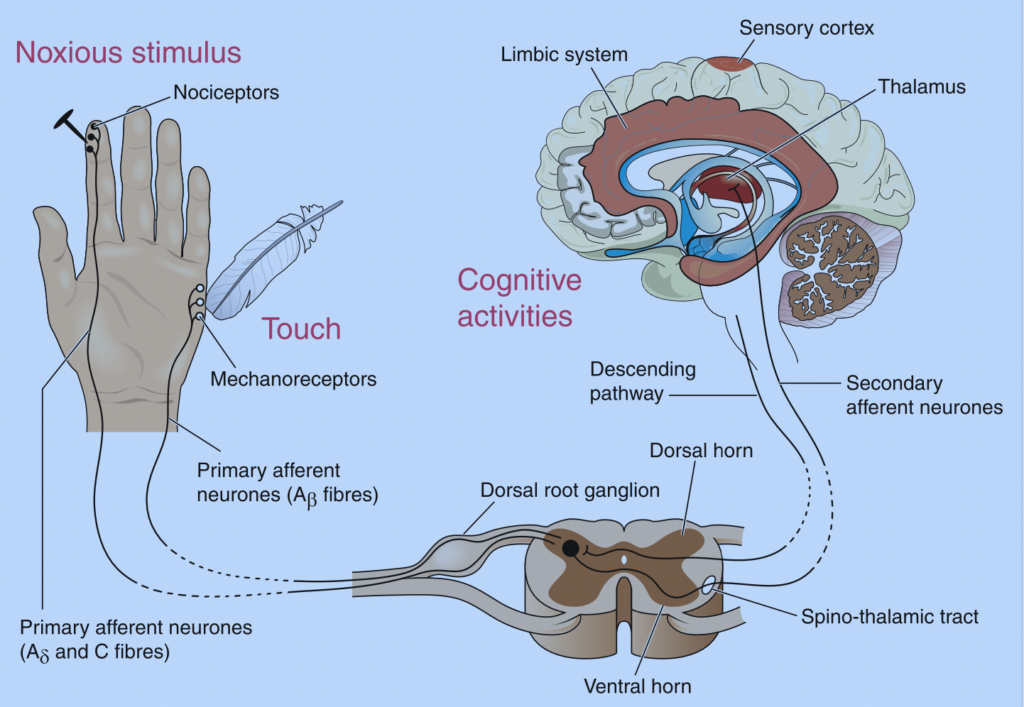 peripheral nerve injury 