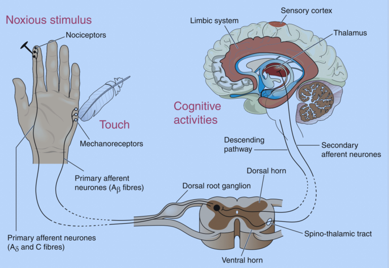 Peripheral nerve injury order of sensory recovery