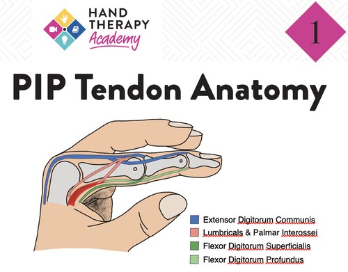 Common PIP Joint Diagnoses