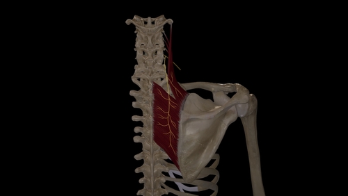 dorsal scapular nerve entrapment 