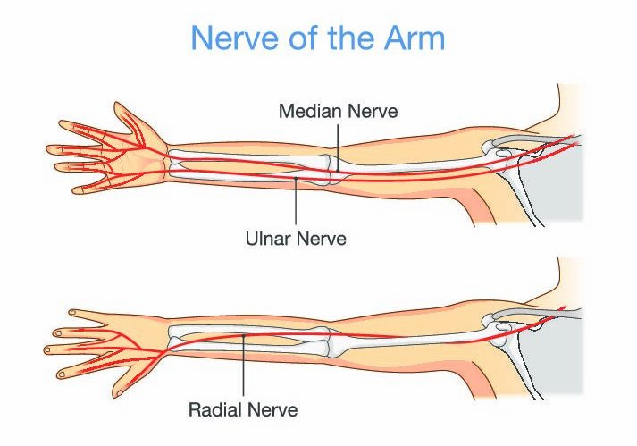 median nerve