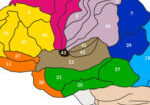 Brodmann, cortical, zone, carte, de, cerveau, humain, avec, chiffres