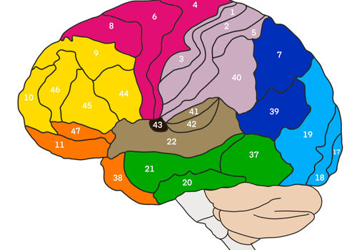 Brodmann, mapa, de, área, cortical, de, cerebro, humano, con, números