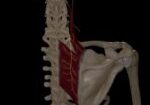 Dorsale, scapulaire, nerf, cours.3d, rendu