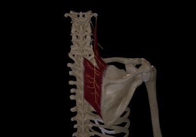 Dorsal,Scapular,Nerve,Course.3d,Rendering