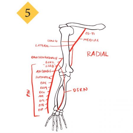 Anatomy and Kinesiology