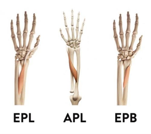 Zones des tendons extenseurs Zones des tendons extenseurs