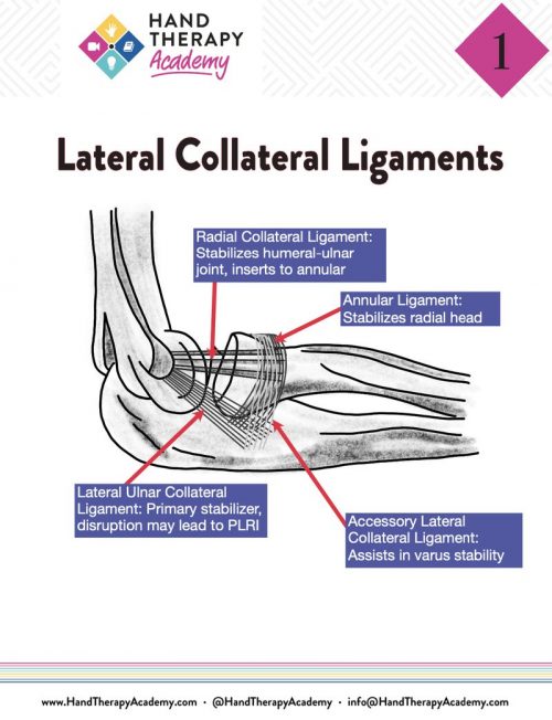 lateral collateral ligament