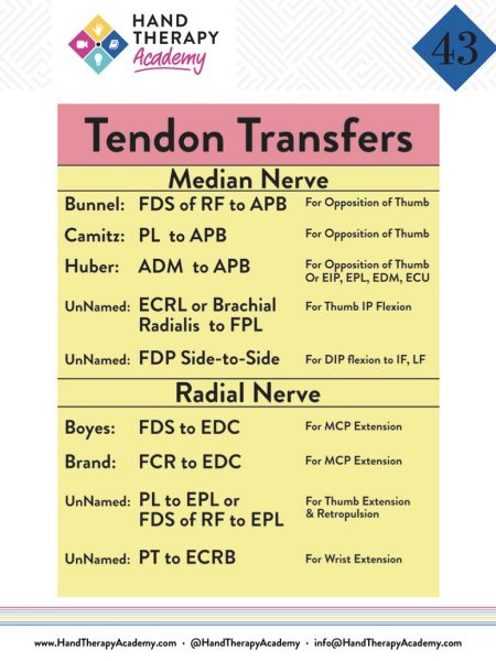 Hand therapy charts