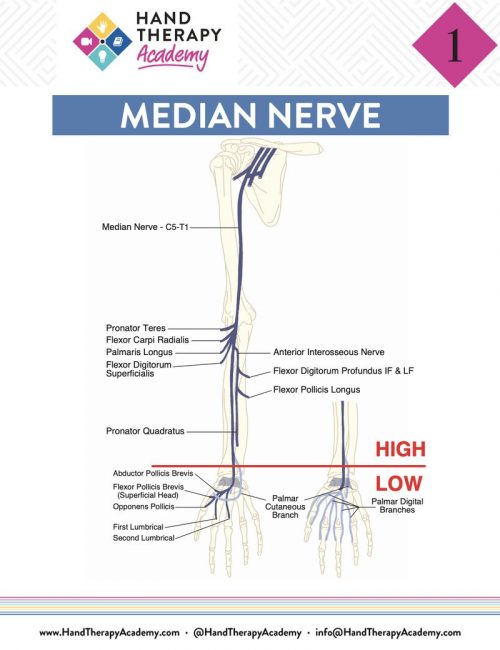 Tendon Transfer Training E-Book
