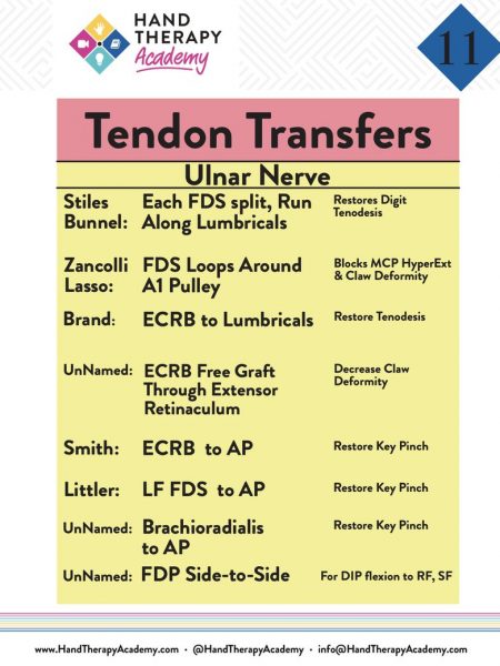 Tendon Transfer Training E-Book